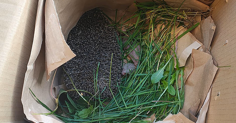 Samica jeża z małym jeżem w kartonie.