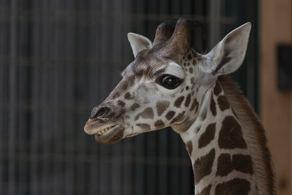 Żyrafa z zoo, która pokazuje zęby 