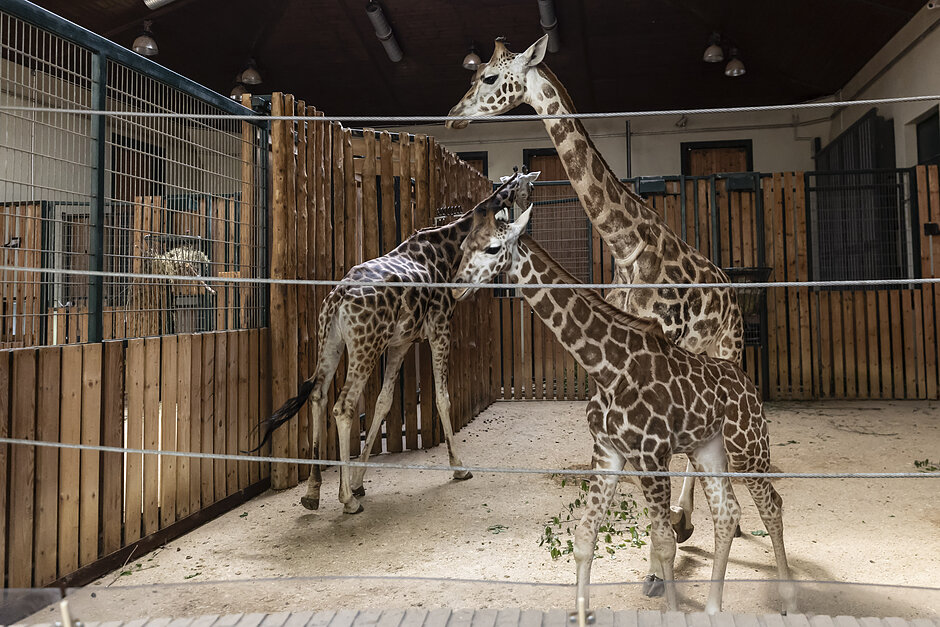 Żyrafy w gdańskim zoo