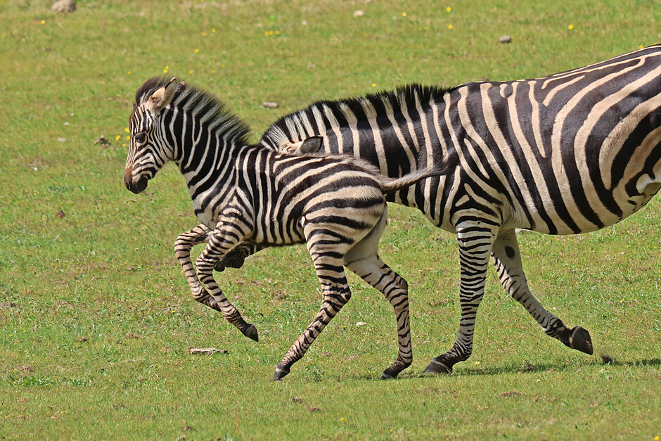mała zebra pręgonoga biega zielonej trawie