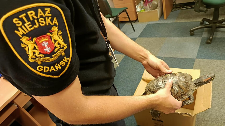 Żółw okazał się przedstawicielem inwazyjnego gatunku - groźnego dla lokalnego ekosystemu.