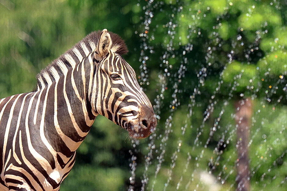 Zebra na tle zieleni. Obok niej widać tryskającą wodę. 