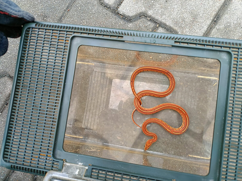 Pomarańczowy wąż w plastikowym kontenerku do transportu zwierząt.