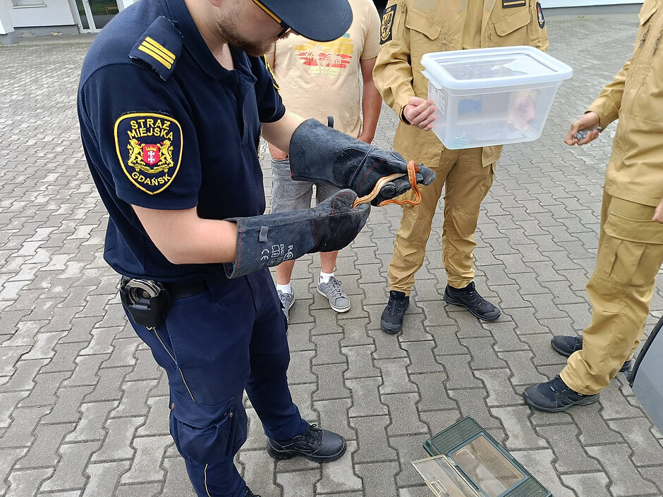 Mężczyzna w mundurze strażnika miejskiego trzyma w rękach z nałożonymi rękawicami węża. Obok stoją strażacy.