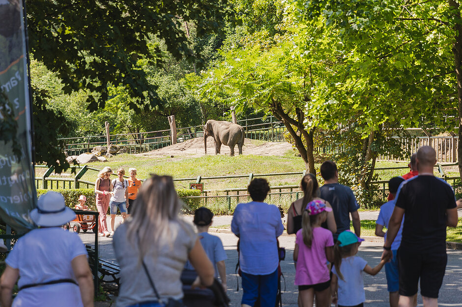 Ludzie zwiedzają zoo. W tle słoń.