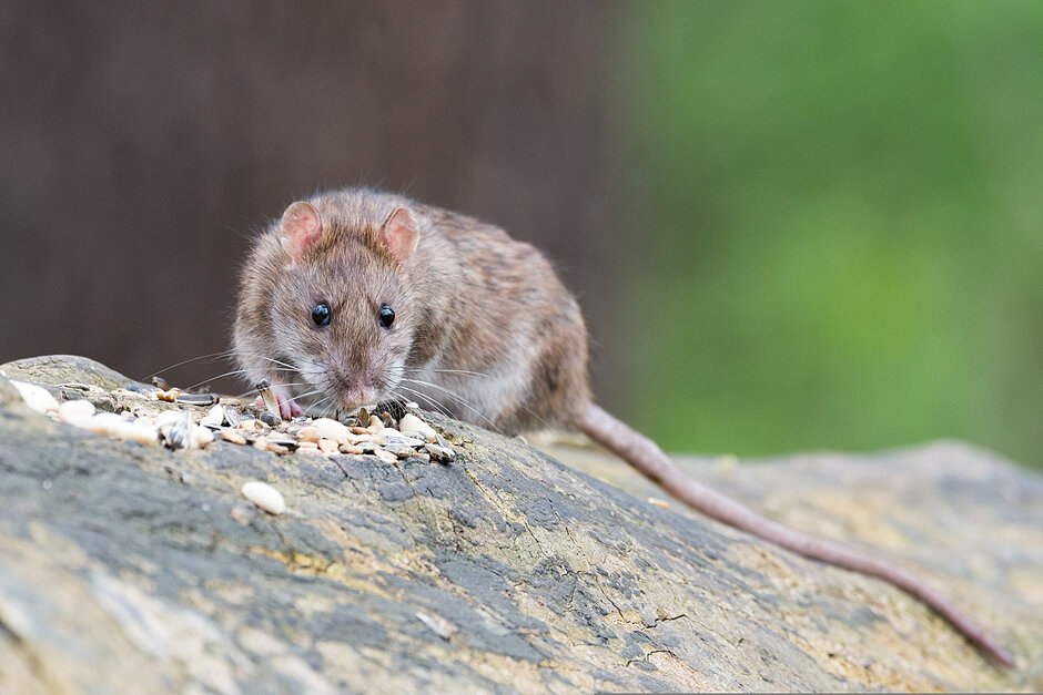 wolfgangvogt_lb-brown-rat-2115585