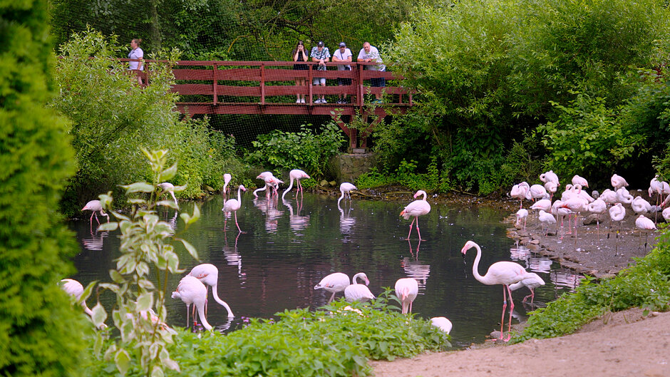 Stado flamingów w zoo