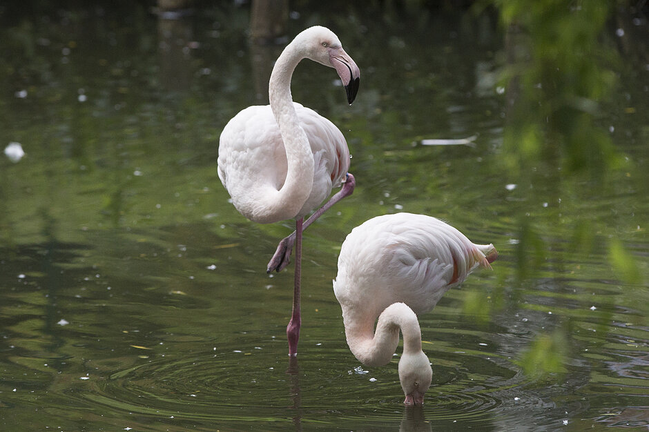 Zwierzęta w gdańskim ZOO