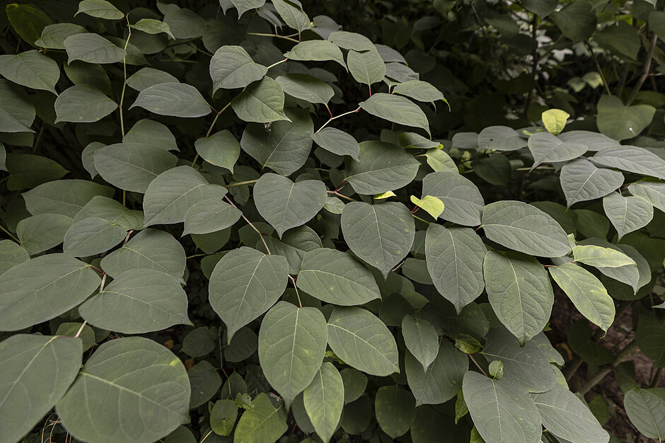 Zdjęcie przedstawia rdestowiec ostrokończysty (Reynoutria japonica), charakteryzujący się gęstymi, szerokojajowatymi liśćmi o uciętej nasadzie i ostrych czubkach. Ta pochodząca z Azji roślina jest w Polsce uznawana za groźny gatunek inwazyjny, który błyskawicznie się rozrasta i niszczy rodzimą przyrodę