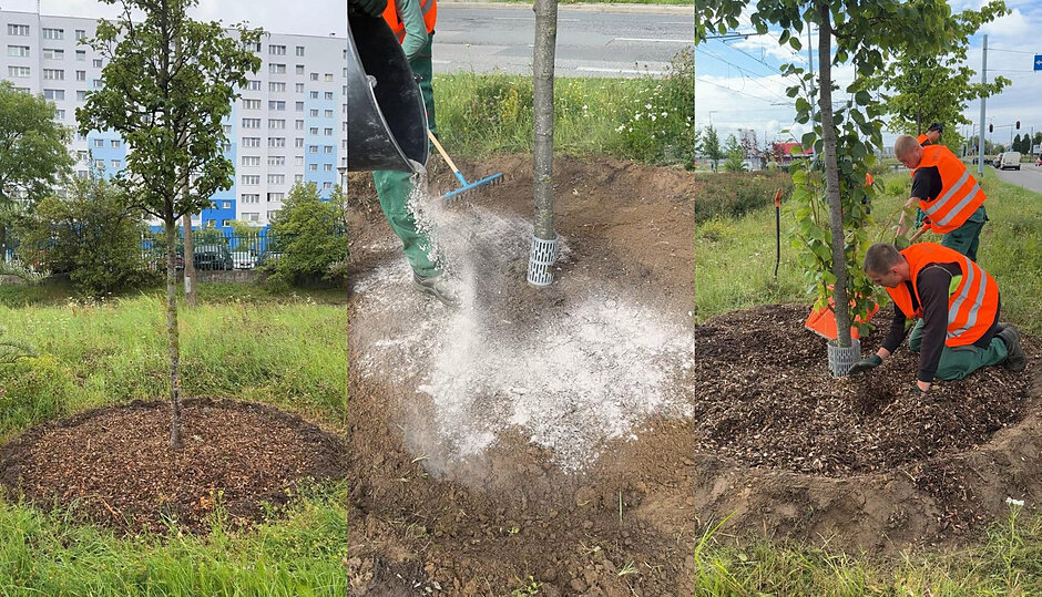 GZDiZ zwraca uwagę, że pielęgnacja młodych nasadzeń nie kończy się po ich posadzeniu