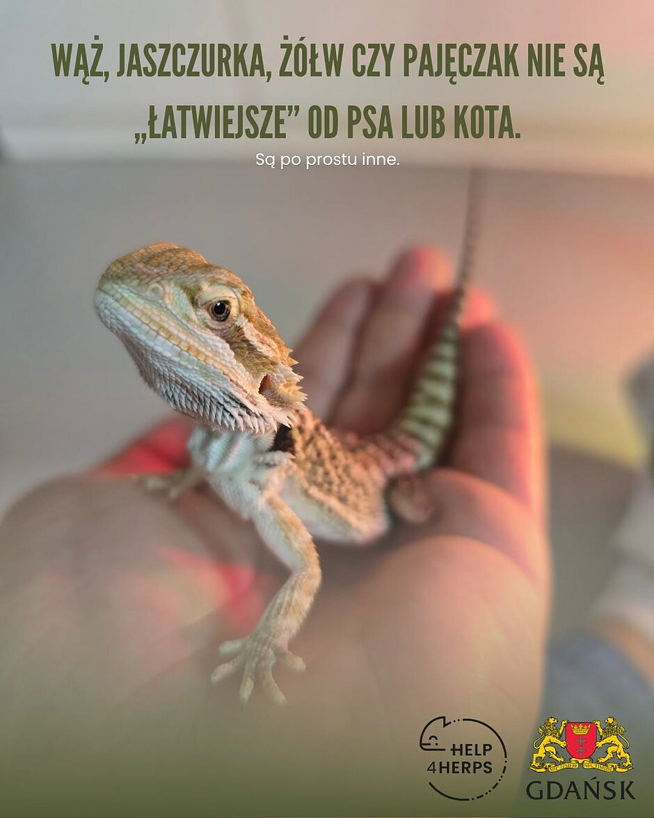 Zdjęcie dekoracyjne przedstawiające jaszczurkę i informacje tekstową, która brzmi: Wąż, jaszczurka, żółw czy pajęczak nie są łatwiejsze od psa lub kota. Są po prostu inne. 
