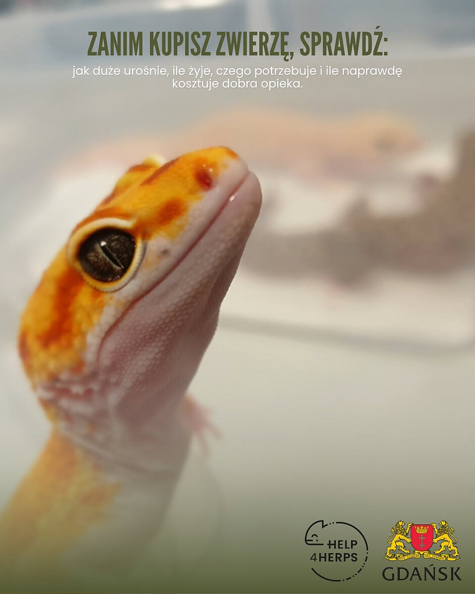 Zdjęcie dekoracyjne przedstawiające jaszczurkę i informacje tekstową, która brzmi: Zanim kupisz zwierzę, sprawdź: jak duże urośnie, ile żyje, czego potrzebuje i ile naprawdę kosztuje dobra opieka. 