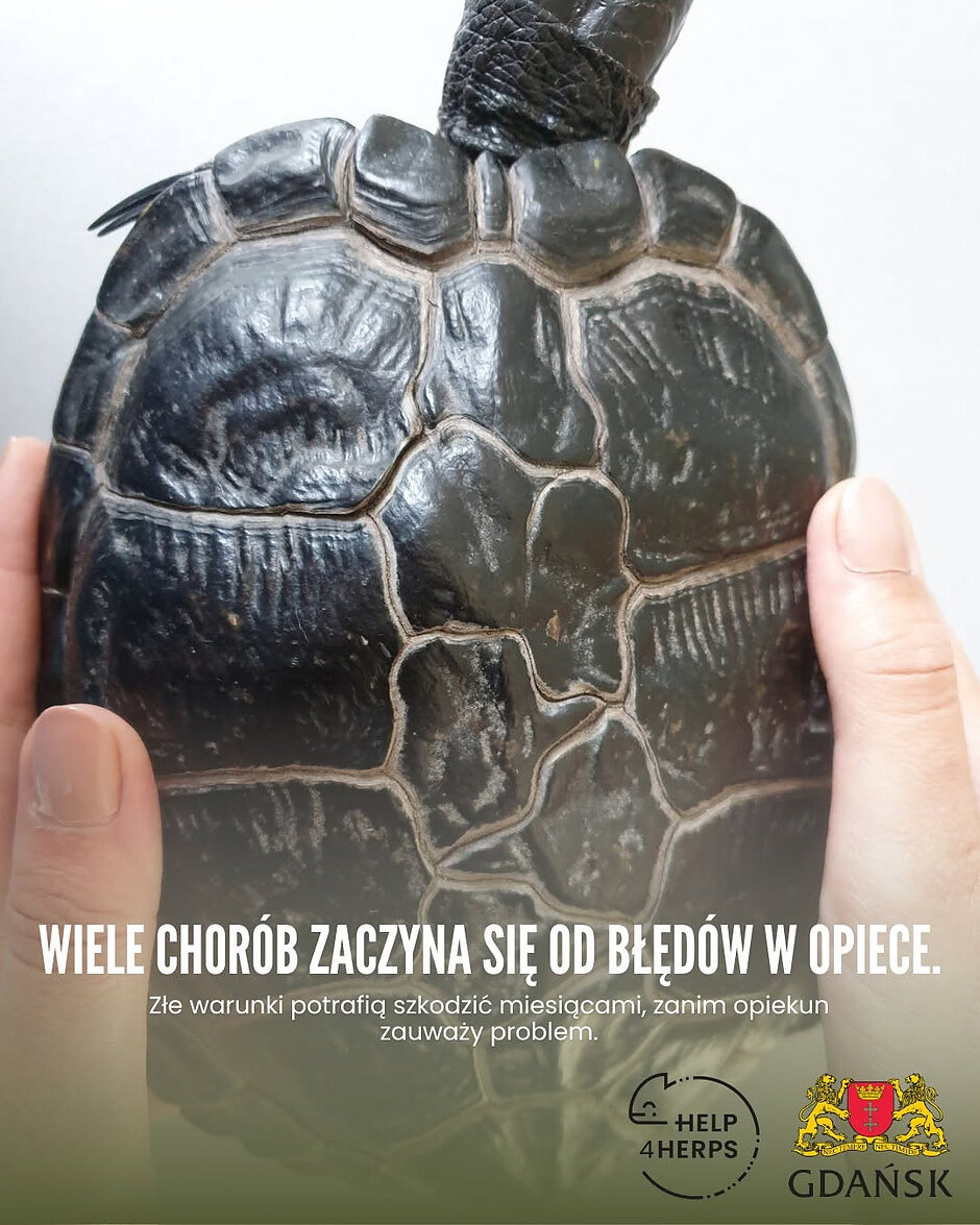 Zdjęcie dekoracyjne przedstawiające żółwia i informacja tekstowa, która brzmi: Wiele chorób zaczyna się od błędów w opiece. Złe warunki potrafią szkodzić miesiącami, zanim opiekun zauważy problem. 