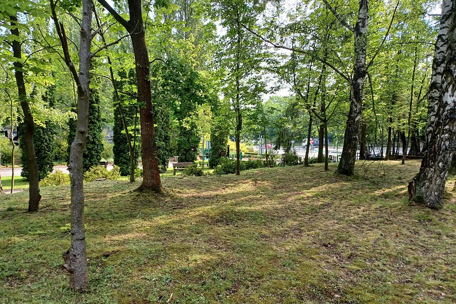 Część cmentarza, na której rośnie las.