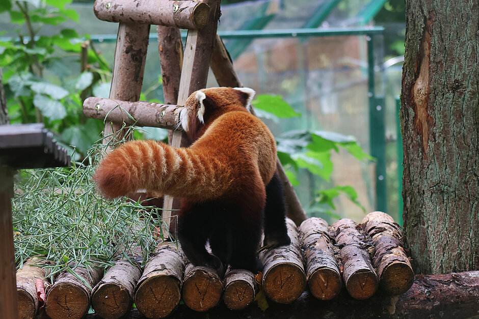 Zwierzak z gatunku pandka ruda w zoo.