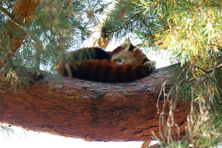 Zwierzak z gatunku pandka ruda śpi na drzewie w zoo.