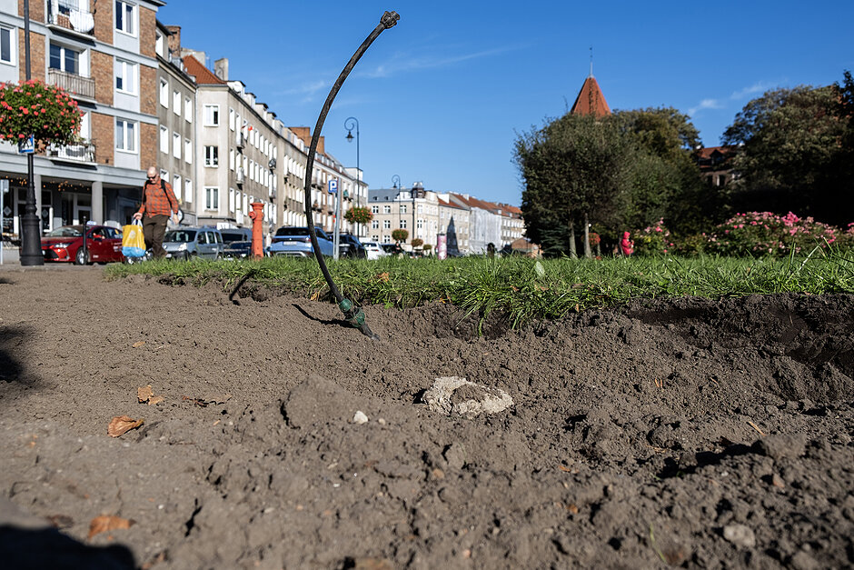Rozkopana ziemia na zieleńcu w mieście.