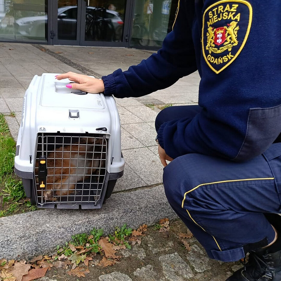 Strażnik miejski obok transportera, w którym leży zając