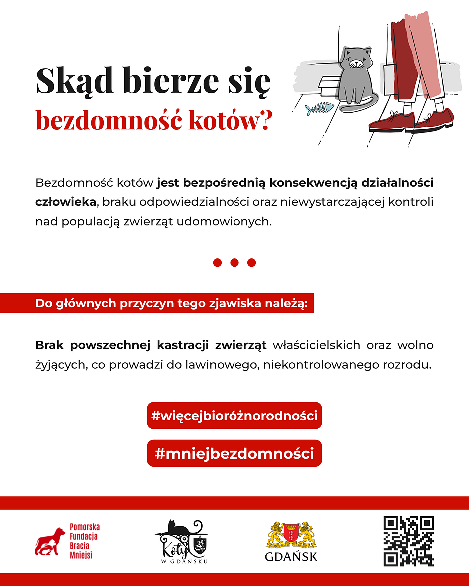 Infografika informująca o bezdomności kotów w mieście 