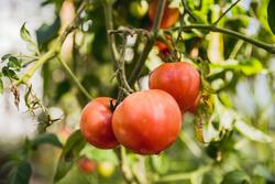 na zdjęciu trzy czerwone wiszące na krzaczku pomidory