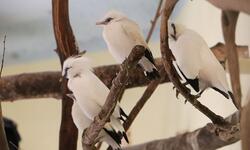 Kilka białych ptaszków siedzących na gałęzi drzewa