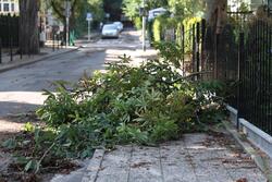 Gałęzie z zielonymi liśćmi, które spadły na uliczny chodnik 