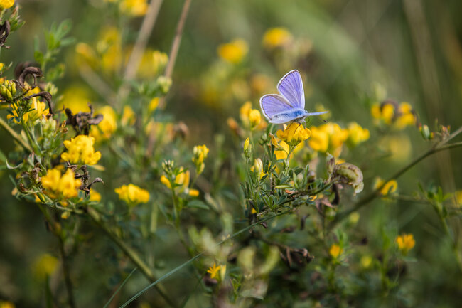 Na zdjęciu widoczny jest delikatny, niebieski motyl siedzący na żółtym kwiecie. Tło stanowi bujna roślinność złożona głównie z żółtych kwiatów i zielonych łodyg, tworząc malowniczą scenerię natury. Motyl wydaje się być w trakcie żerowania, co dodaje zdjęciu dynamiki i życia.