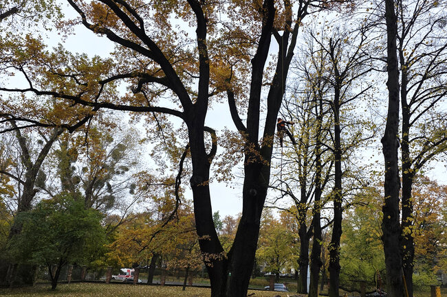 Duże drzewo w parku otoczone mniejszymi drzewami, na gałęzi drzewa wisi na linie człowiek w kasku.