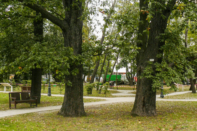 Trzy duże drzewa w parku rosnące obok siebie.
