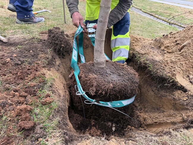 osadzenie_drzewa_fot_gzz