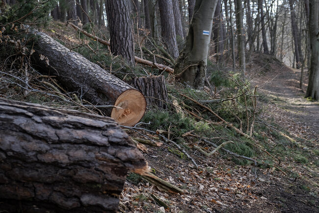 Ścieżka w lesie z namalowanym na drzewie znakiem niebieskiego szlaku turystycznego. Obok ścieżki leżą ścięte drzewa.