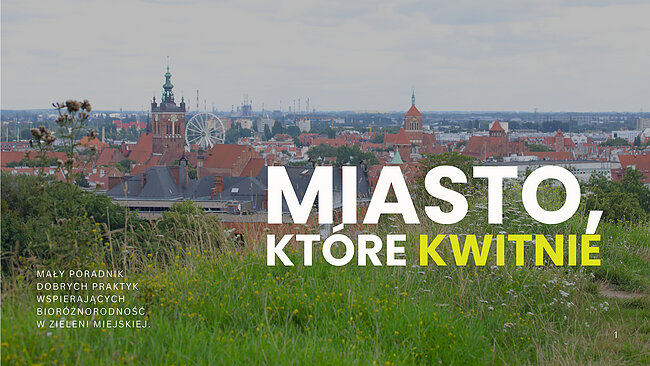 Grafika ze zdjęciem trawnika w mieście i widokiem starych budynków.