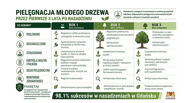 Obraz przedstawia ikonografikę informującą o pielęgnacji młodego drzewa przez pierwsze 3 lata po nasadzeniu