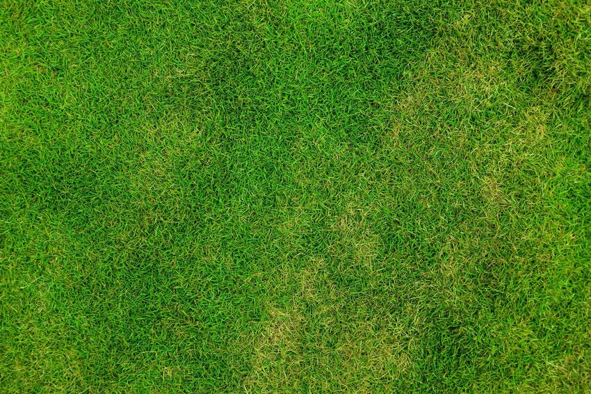 grass-84622_1920