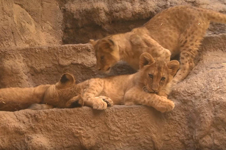 Najmłodsze osobniki w stadzie.