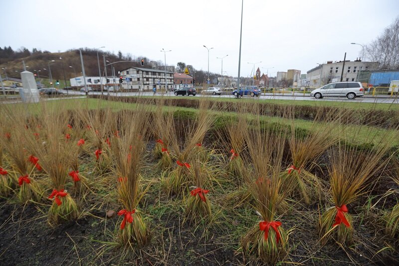 Czerwone wstążki na bujnych trawach można nawet podciągnąć pod świąteczny wystrój miasta (rejon ulic Kartuska/Łostowicka/Nowolipie)