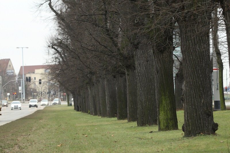 Fragment Wielkiej Alei Lipowej w Gdańsku