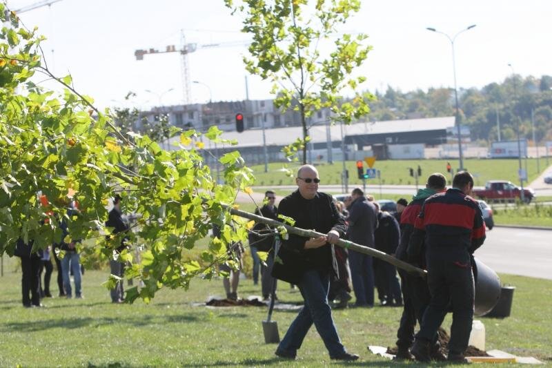 Mieszkańcy mówią, gdzie sadzić nowe drzewa