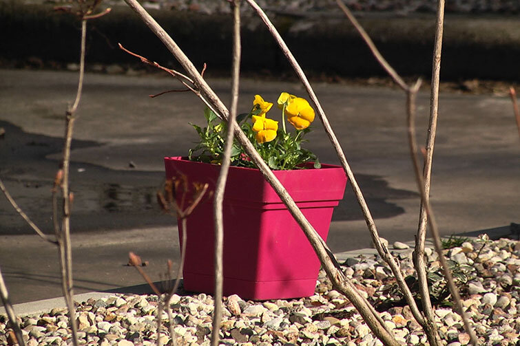 Twoje podwórko też może być ukwiecone, wszystko w Twoich rękach
