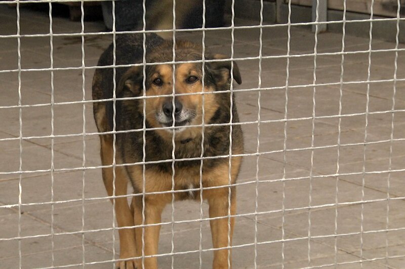 Jeden z sędziwych psich podopiecznych schroniska Promyk w Gdańsku