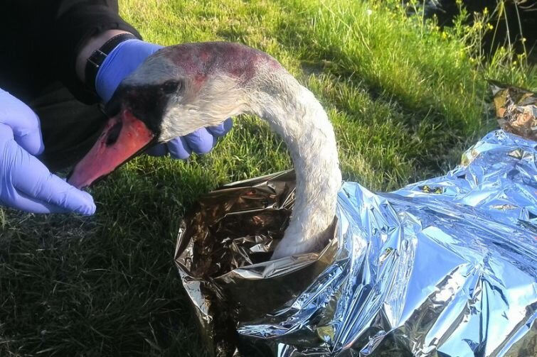 Poturbowany łabędź chwilę po tym, jak zaopiekowali się nim strażnicy miejscy