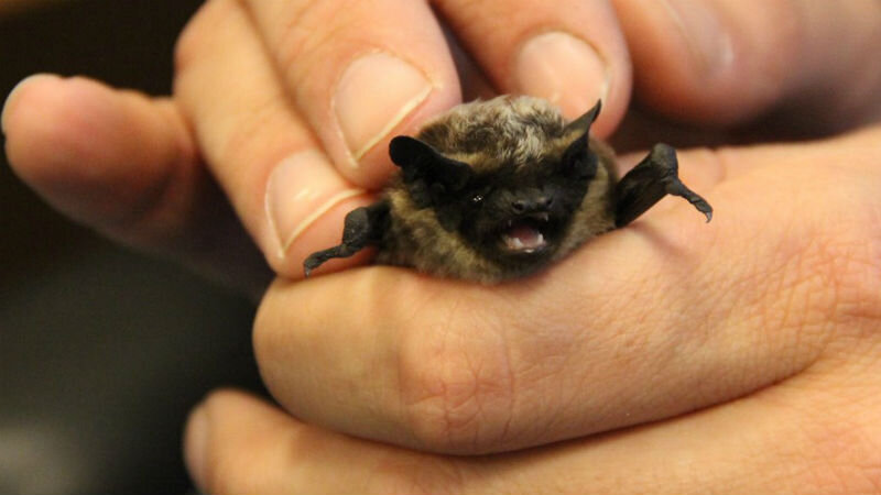 Mroczak posrebrzany odwiedził biuro Straży Miejskiej w Gdańsku