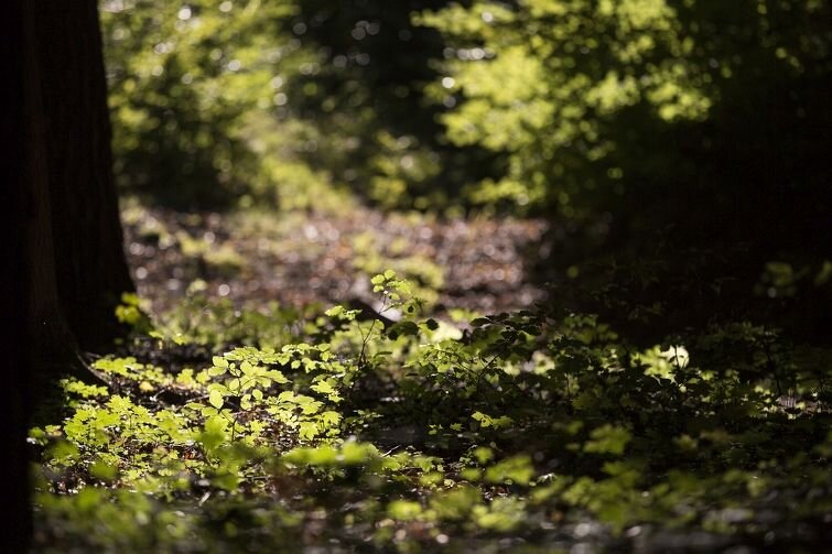 Trójmiejski Park Krajobrazowy - część oliwska