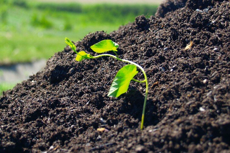 Spulchniona ziemia, z niej wyrastająca mała roślinka