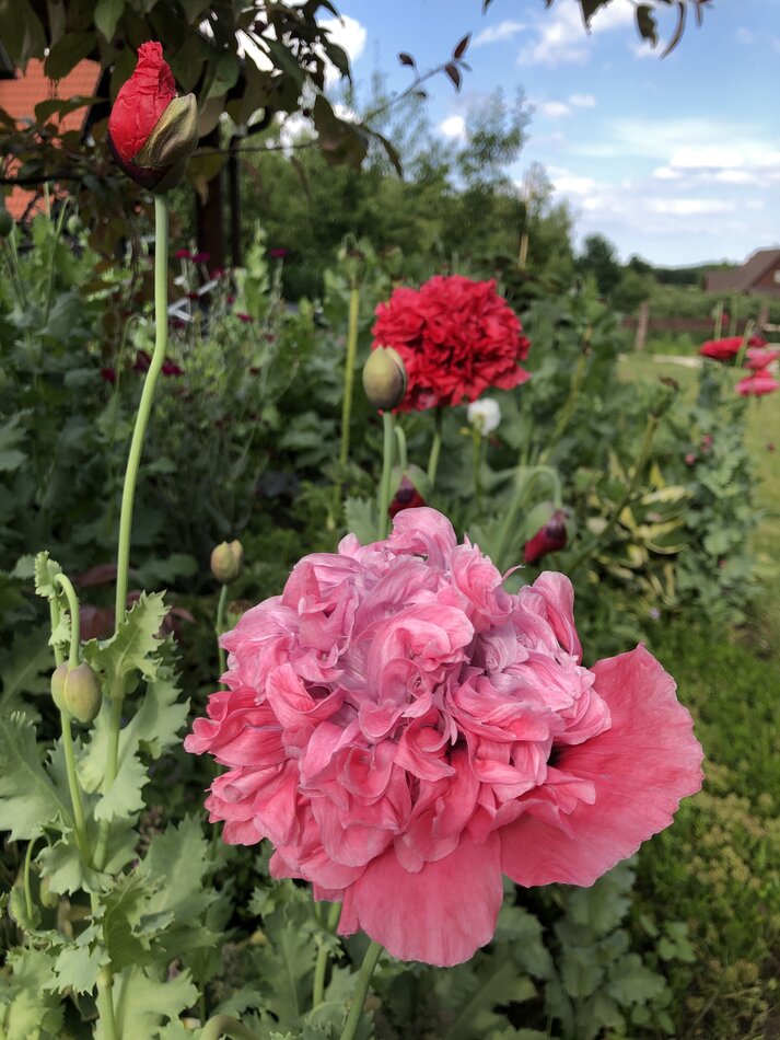 Rośliny uprawiane na Czarnym Złocie Ogrodników, czyli kompoście z Zakładu Utylizacyjnego