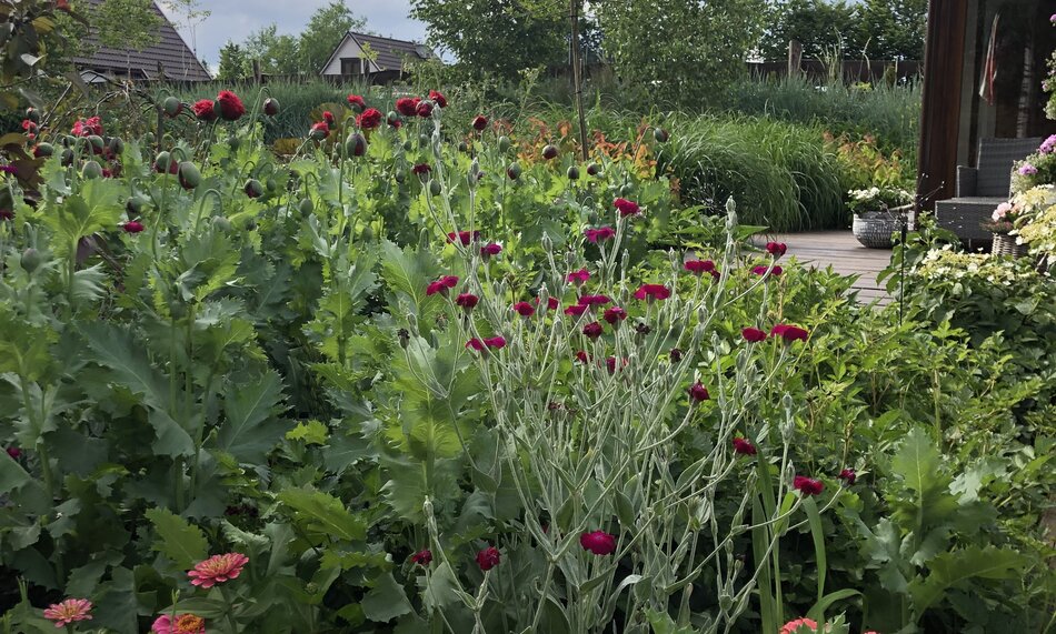 na zdjęciu widać zielone rośliny z czerwonymi drobnymi kwiatkami, w tle fragmenty zabudowań