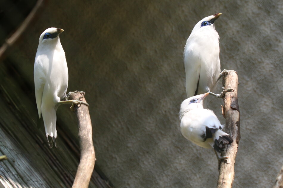 Szpak balijski w gdańskim ZOO (1).JPG