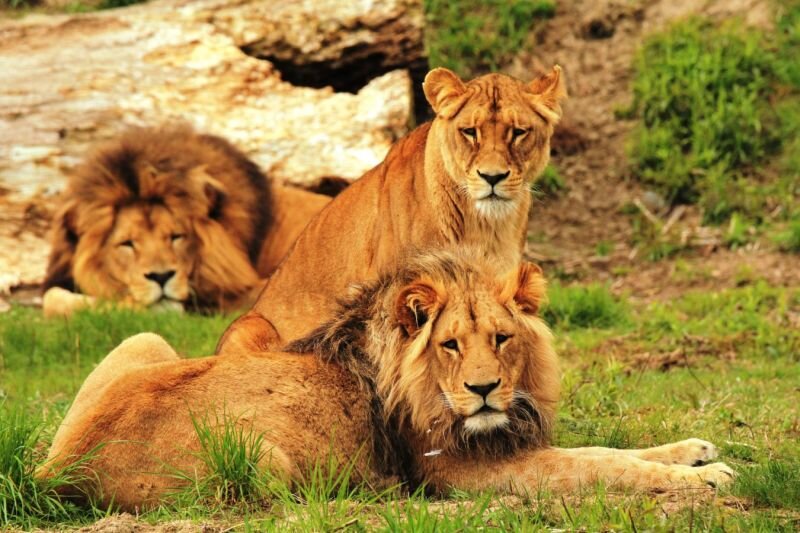 rodzina lwów, samiec i samice leżą na łące