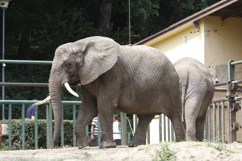 Zdjęcie przedstawia dorosłego słonia, który idzie w lewą stronę zdjęcia. Po prawej, tuż za nim, jest budynek, w którym mieszkają słonie. W tle widać drugiego, mniejszego słonia