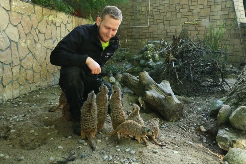 mężczyzna w stroju roboczym, pracownik zoo otoczony przez surykatki